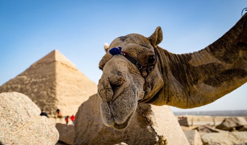 Camel at the Pyramids